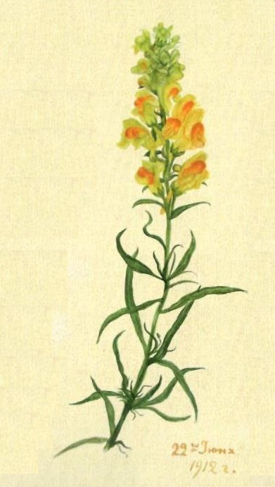 Льнянка (Linaria vulgaris)